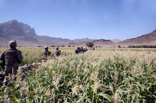 Soldiers walking through a wheat field in Afghanistan Poster Print by Stocktrek Images - Item # VARPSTSTK103288M