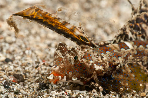 Fingered dragonet head detail, North Sulawesi, Indonesia Poster Print by Mathieu Meur/Stocktrek Images - Item # VARPSTMME400433U