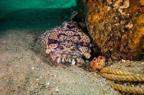 Leopard toadfish hiding at the stern of a Navy tug Poster Print by Jennifer Idol/Stocktrek Images - Item # VARPSTJDL400308U