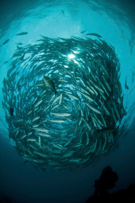 Circular school of trevally with sunburst, Bali, Indonesia Poster Print by Mathieu Meur/Stocktrek Images - Item # VARPSTMME400398U