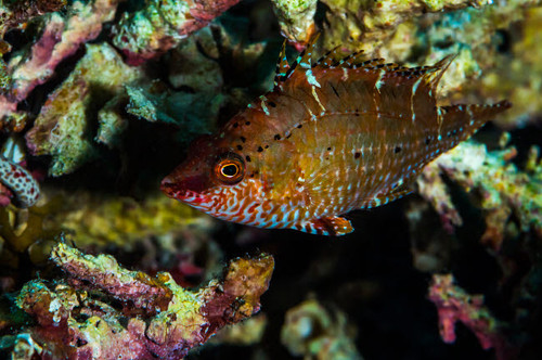 Wrasse in Raja Ampat, Indonesia Poster Print by Jennifer Idol/Stocktrek Images - Item # VARPSTJDL400270U