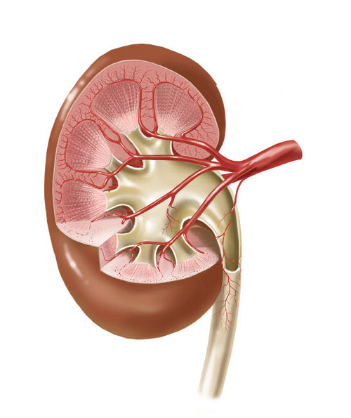Human kidney with artery Poster Print by TriFocal Communications/Stocktrek Images - Item # VARPSTTRF700064H