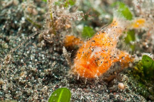 Tiny orange frogfish and skeleton shrimp, North Sulawesi, Indonesia Poster Print by Mathieu Meur/Stocktrek Images - Item # VARPSTMME400194U