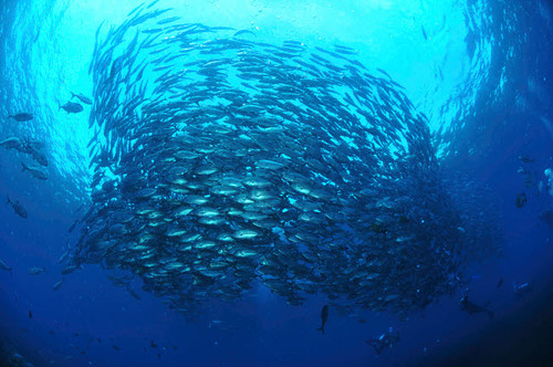 Divers photographing a school of trevally, Bali, Indonesia Poster Print by Mathieu Meur/Stocktrek Images - Item # VARPSTMME400407U