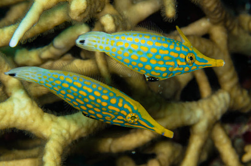 Pair of comet fish, Australia Poster Print by Todd Winner/Stocktrek Images - Item # VARPSTTSW400111U
