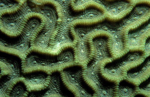 Coral pattern, Tulamben, Bali, Indonesia Poster Print by VWPics/Stocktrek Images - Item # VARPSTVWP401500U