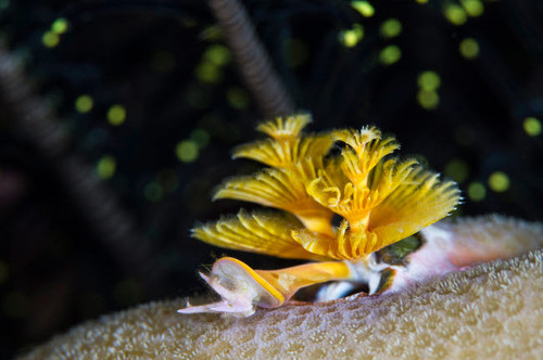 Christmas tree worm in Raja Ampat, Indonesia Poster Print by Todd Winner/Stocktrek Images - Item # VARPSTTSW400242U