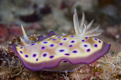 Nudibranch feeding on algae, Papua New Guinea Poster Print by Terry Moore/Stocktrek Images - Item # VARPSTTMO400342U