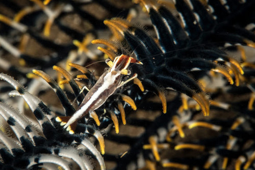 Crinoid shrimp on a crinoid in the Philippines Poster Print by Brandi Mueller/Stocktrek Images - Item # VARPSTBMU400221U