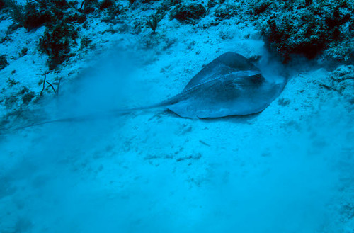 A stingray stirs up the sandy bottom off the coast of Grandy Cayman Island Poster Print by Michael Wood/Stocktrek Images - Item # VARPSTWOD400130U