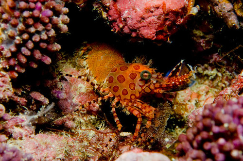 Orange and red spotted shrimp, Indonesia Poster Print by Mathieu Meur/Stocktrek Images - Item # VARPSTMME400440U