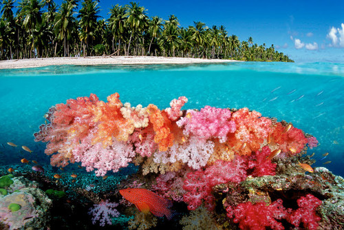 Tropical coral reef, Fiji, Pacific Ocean Poster Print by VWPics/Stocktrek Images - Item # VARPSTVWP400408U