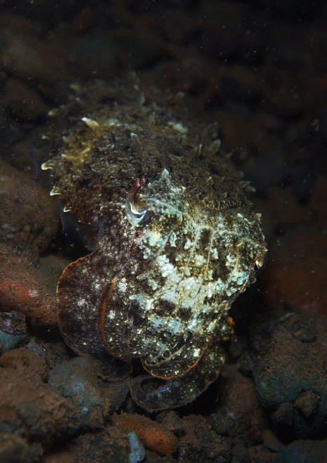 Camouflaged baby reef cuttelfish, Bali, Indonesia Poster Print by Mathieu Meur/Stocktrek Images - Item # VARPSTMME400313U