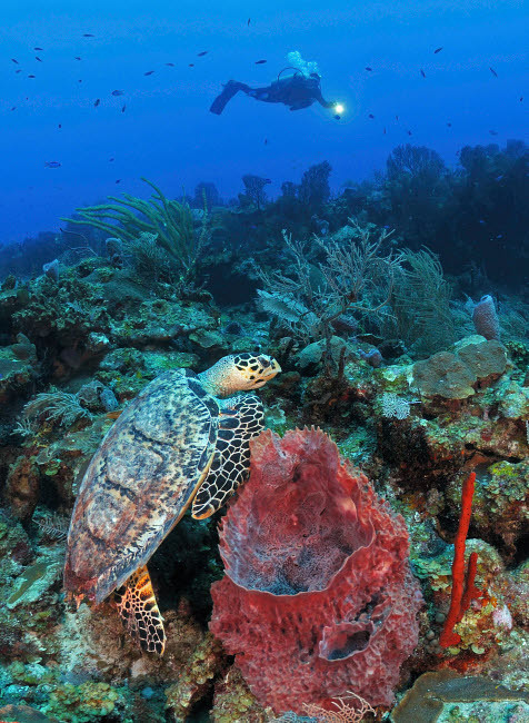 Diver and Hawksbill Turtle on caribbean reef Poster Print by Karen Doody/Stocktrek Images