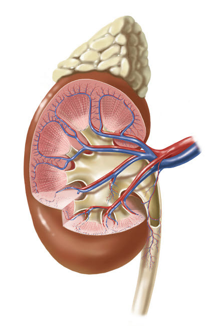 Human kidney and adrenal gland Poster Print by TriFocal Communications/Stocktrek Images - Item # VARPSTTRF700063H