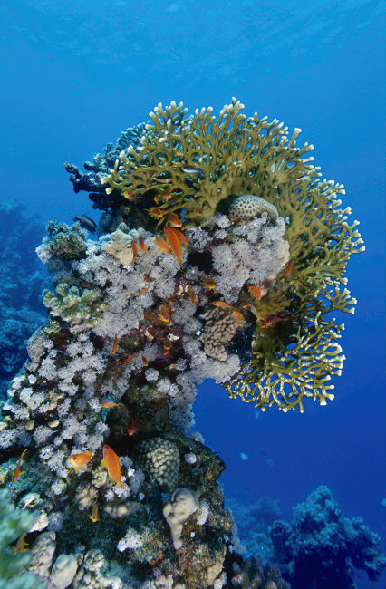 Reefscape in the Red Sea Poster Print by VWPics/Stocktrek Images - Item # VARPSTVWP401521U