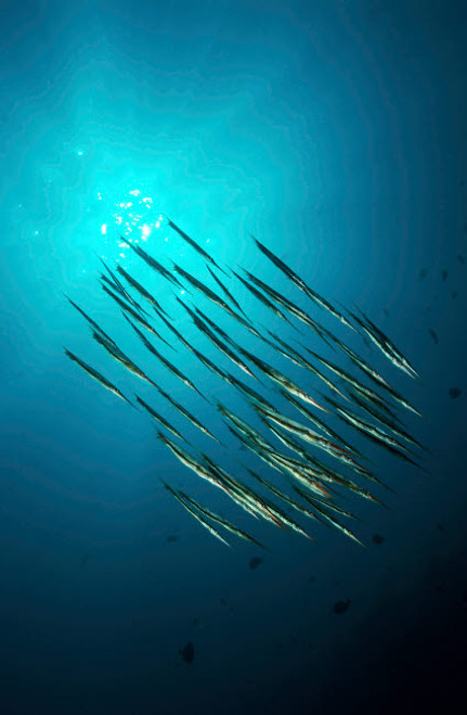 School of razorfish, North Sulawesi, Indonesia Poster Print by Mathieu Meur/Stocktrek Images - Item # VARPSTMME400181U School of razorfish, North Sulawesi, Indonesia Poster Print by Mathieu Meur/Stocktrek Images - Item # VARPSTMME400181U