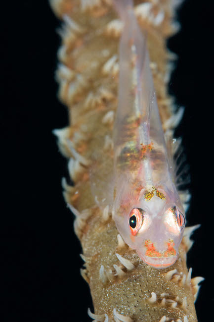 A small goby on wire coral, Macronesia Poster Print by VWPics/Stocktrek Images - Item # VARPSTVWP400177U