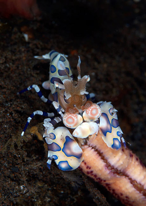Harlequin shrimp eating the arm of a starfish, Bali, Indonesia Poster Print by Mathieu Meur/Stocktrek Images - Item # VARPSTMME400310U