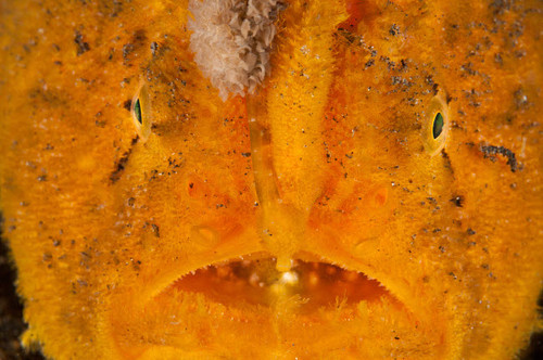 Extreme close-up of an orange frogfish, North Sulawesi Poster Print by Mathieu Meur/Stocktrek Images - Item # VARPSTMME400361U Extreme close-up of an orange frogfish, North Sulawesi Poster Print by Mathieu Meur/Stocktrek Images - Item # VARPSTMME400361U