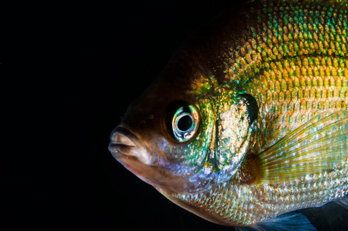 A green sunfish Poster Print by Jennifer Idol/Stocktrek Images - Item # VARPSTJDL400010U