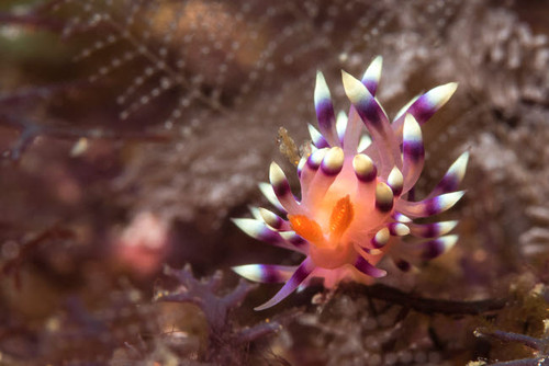 Desirable flabellina, Flabellina exoptata nudibranch in the Philippines Poster Print by Brandi Mueller/Stocktrek Images - Item # VARPSTBMU400262U
