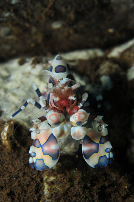 Blue spotted harlequin shrimp, Bali, Indonesia Poster Print by Mathieu Meur/Stocktrek Images - Item # VARPSTMME400403U Blue spotted harlequin shrimp, Bali, Indonesia Poster Print by Mathieu Meur/Stocktrek Images - Item # VARPSTMME400403U