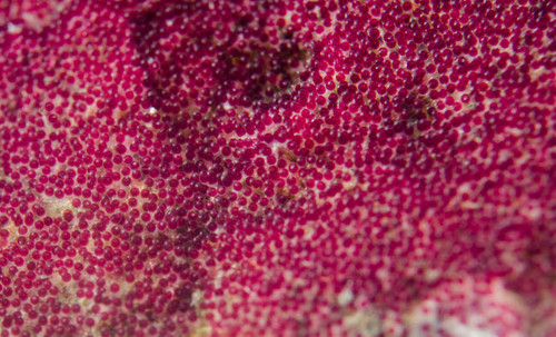 The eggs of a sergeant major fish, West Palm Beach, Florida Poster Print by Brent Barnes/Stocktrek Images - Item # VARPSTBBA400202U