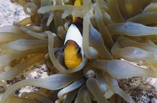 A Red Sea Anemonefish in a bubble-tip anemone Poster Print by VWPics/Stocktrek Images - Item # VARPSTVWP401527U