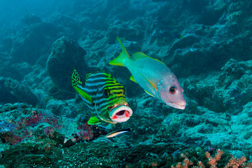 Oriental sweetlip and yellow snapper with a cleaner wrasse, Maldives Poster Print by Mathieu Meur/Stocktrek Images - Item # VARPSTMME400128U