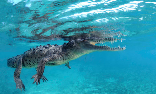 American crocodile at Jardines de la Reina in Cuba Poster Print by VWPics/Stocktrek Images - Item # VARPSTVWP401479U