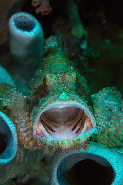 Green grouper with open mouth, North Sulawesi, Indonesia Poster Print by Mathieu Meur/Stocktrek Images - Item # VARPSTMME400076U