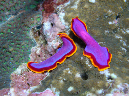 Pair of pink flatworms, Kalimantan, Indonesia Poster Print by Mathieu Meur/Stocktrek Images - Item # VARPSTMME400131U