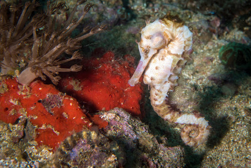 Seahorse in the Philippines Poster Print by Brandi Mueller/Stocktrek Images - Item # VARPSTBMU400245U Seahorse in the Philippines Poster Print by Brandi Mueller/Stocktrek Images - Item # VARPSTBMU400245U