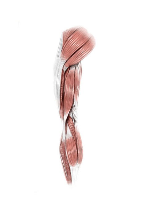 Digital illustration of the posterior muscles of the leg Poster Print by Alan Gesek/Stocktrek Images - Item # VARPSTAGK700071H Digital illustration of the posterior muscles of the leg Poster Print by Alan Gesek/Stocktrek Images - Item # VARPSTAGK700071H