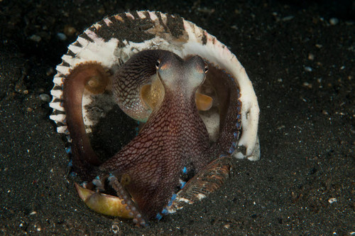 Coconut Octopus in shell, North Sulawesi, Indonesia Poster Print by Mathieu Meur/Stocktrek Images - Item # VARPSTMME400029U Coconut Octopus in shell, North Sulawesi, Indonesia Poster Print by Mathieu Meur/Stocktrek Images - Item # VARPSTMME400029U