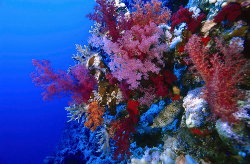 Colorful soft coral reefscape in the Red Sea Poster Print by VWPics/Stocktrek Images - Item # VARPSTVWP401523U