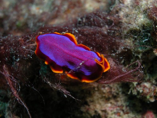 Pink and orange flatworm, Indonesia Poster Print by Mathieu Meur/Stocktrek Images - Item # VARPSTMME400321U
