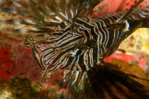 Common lionfish blends in with a variety of soft corals and sponges Poster Print by VWPics/Stocktrek Images - Item # VARPSTVWP400103U