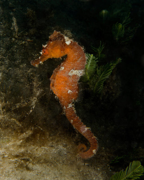 Orange seahorse, West Palm Beach, Florida Poster Print by Brent Barnes/Stocktrek Images - Item # VARPSTBBA400030U