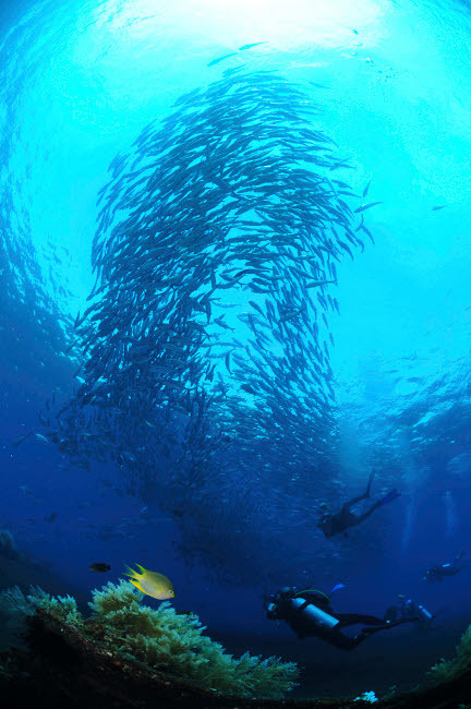 Divers photographing a school of trevally, Bali, Indonesia Poster Print by Mathieu Meur/Stocktrek Images - Item # VARPSTMME400406U