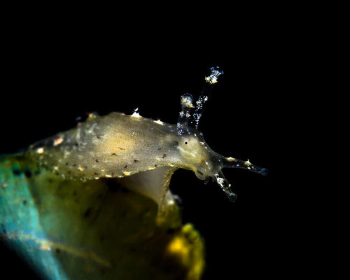 Sea hare, Milne Bay, Papua New Guinea Poster Print by Bruce Shafer/Stocktrek Images - Item # VARPSTBRU400165U