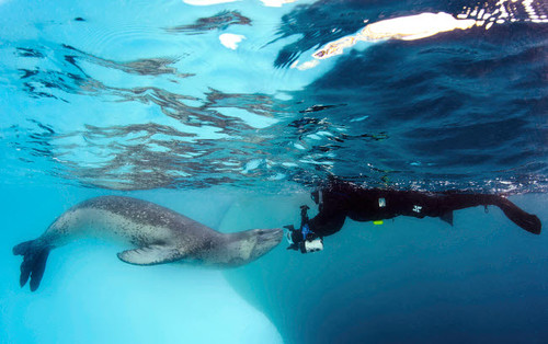 Diver comes face to face with a leopard seal, Astrolabe Island, Antarctica Poster Print by Steve Jones/Stocktrek Images - Item # VARPSTSJN400619U