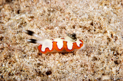 Nudibranch feeding on algae, Papua New Guinea Poster Print by Terry Moore/Stocktrek Images - Item # VARPSTTMO400325U