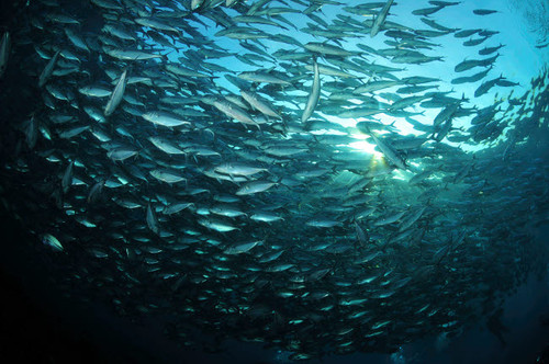 Circular school of trevally with sunburst, Bali, Indonesia Poster Print by Mathieu Meur/Stocktrek Images - Item # VARPSTMME400413U