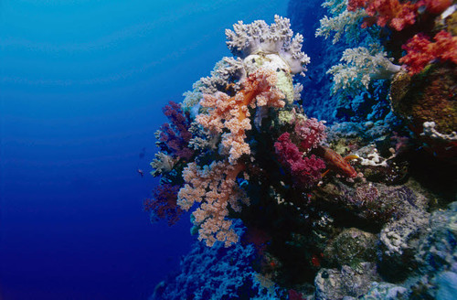 Colorful soft coral reefscape in the Red Sea Poster Print by VWPics/Stocktrek Images - Item # VARPSTVWP401524U