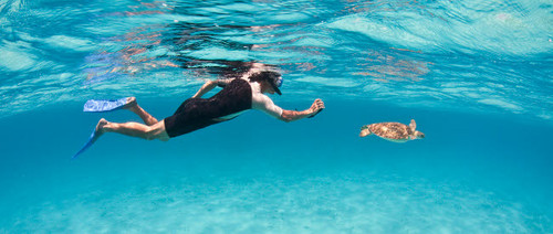 Snorkeler photographing Green Turtle in Caribbean Sea Poster Print by Karen Doody/Stocktrek Images - Item # VARPSTKWD400009U