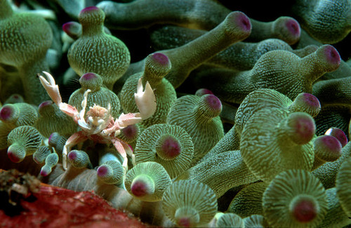 Anemone crab, Tulamben, Bali, Indonesia Poster Print by VWPics/Stocktrek Images - Item # VARPSTVWP401495U