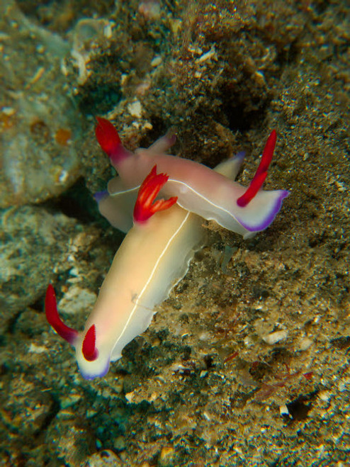 Pair of hypselodoris bullockii nudibranch, North Sulawesi Poster Print by Mathieu Meur/Stocktrek Images - Item # VARPSTMME400282U