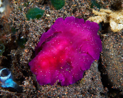 Fuschia pink flatworm with white dots, Bali, Indonesia Poster Print by Mathieu Meur/Stocktrek Images - Item # VARPSTMME400291U
